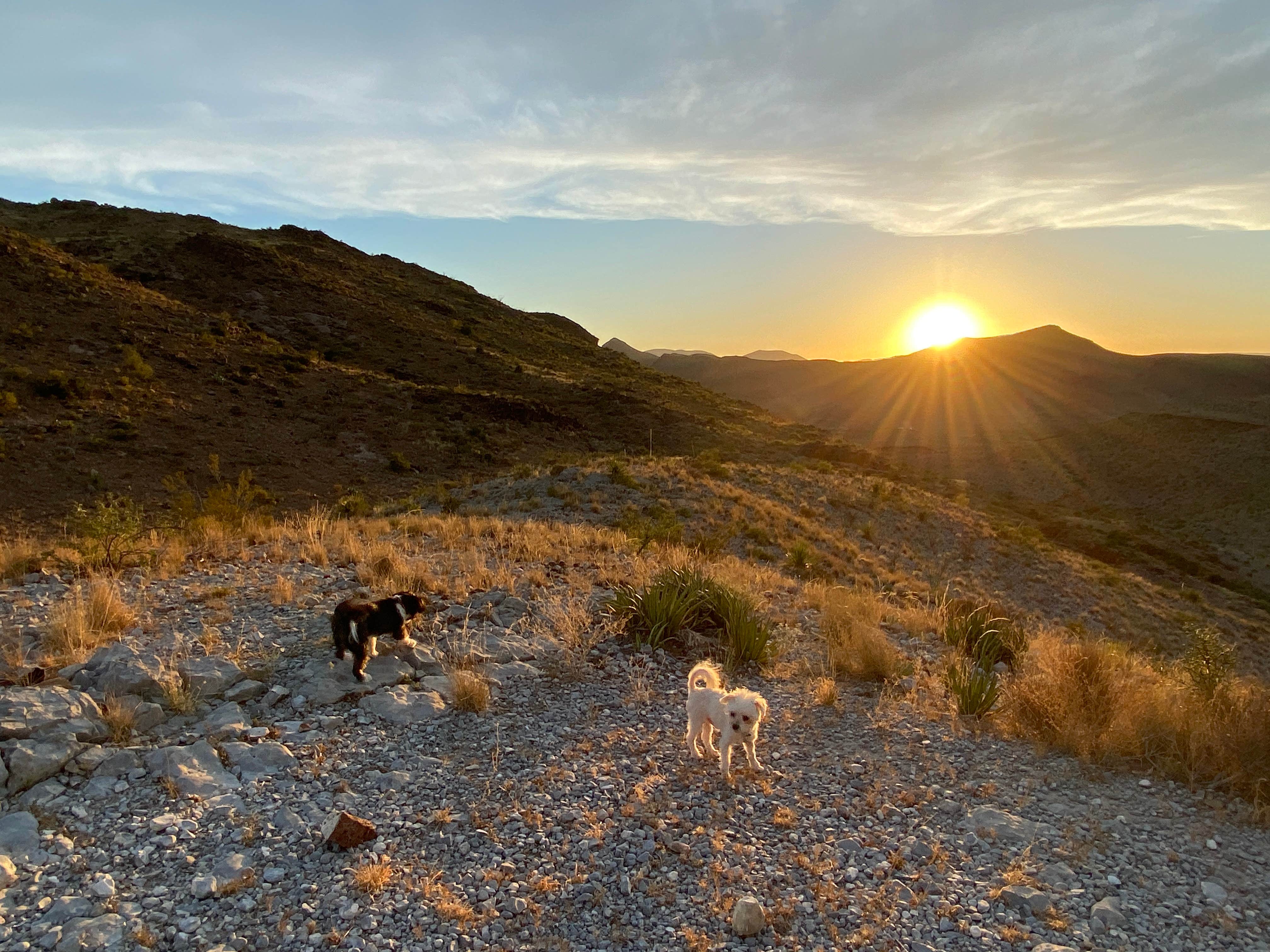 Terlingua R.'s photo of camping with pets at Terlingua Ranch Primitive Camping near Terlingua, TX