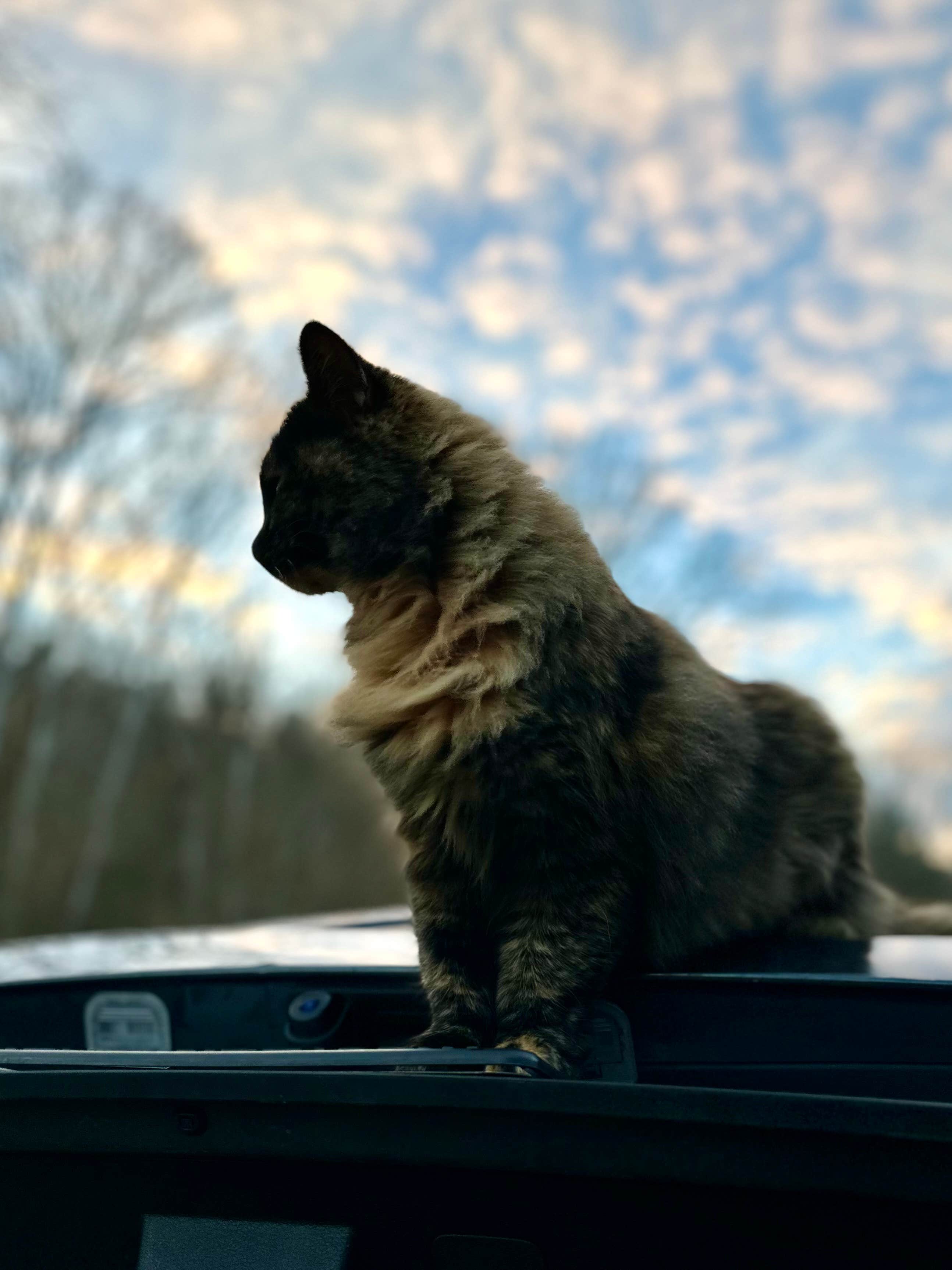 Kurt B.'s photo of camping with pets at Wildcat Creek Farm near Mount Washington, KY