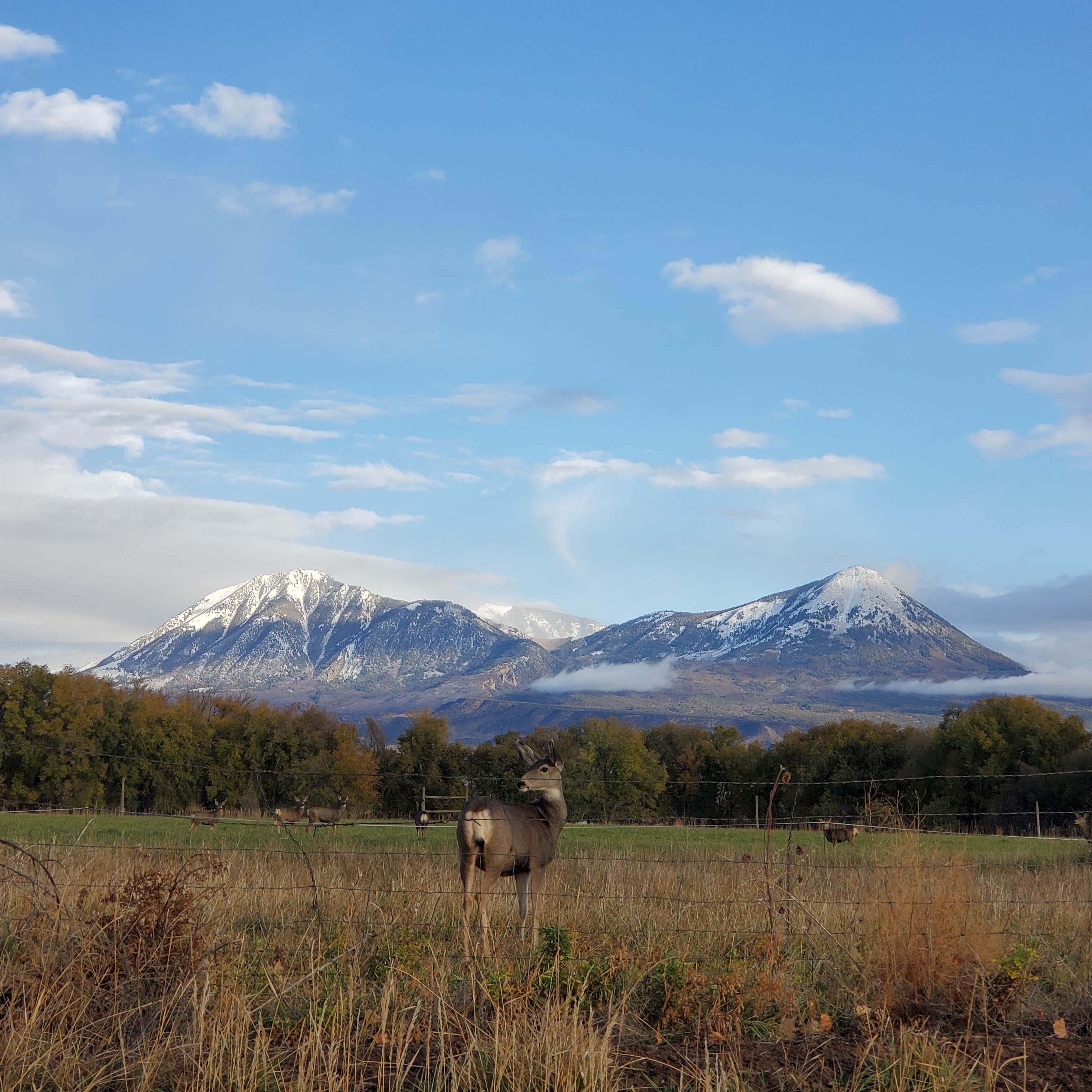 Camper-submitted photo at Stego Vista RV Park Hotchkiss, Colorado near Austin, CO