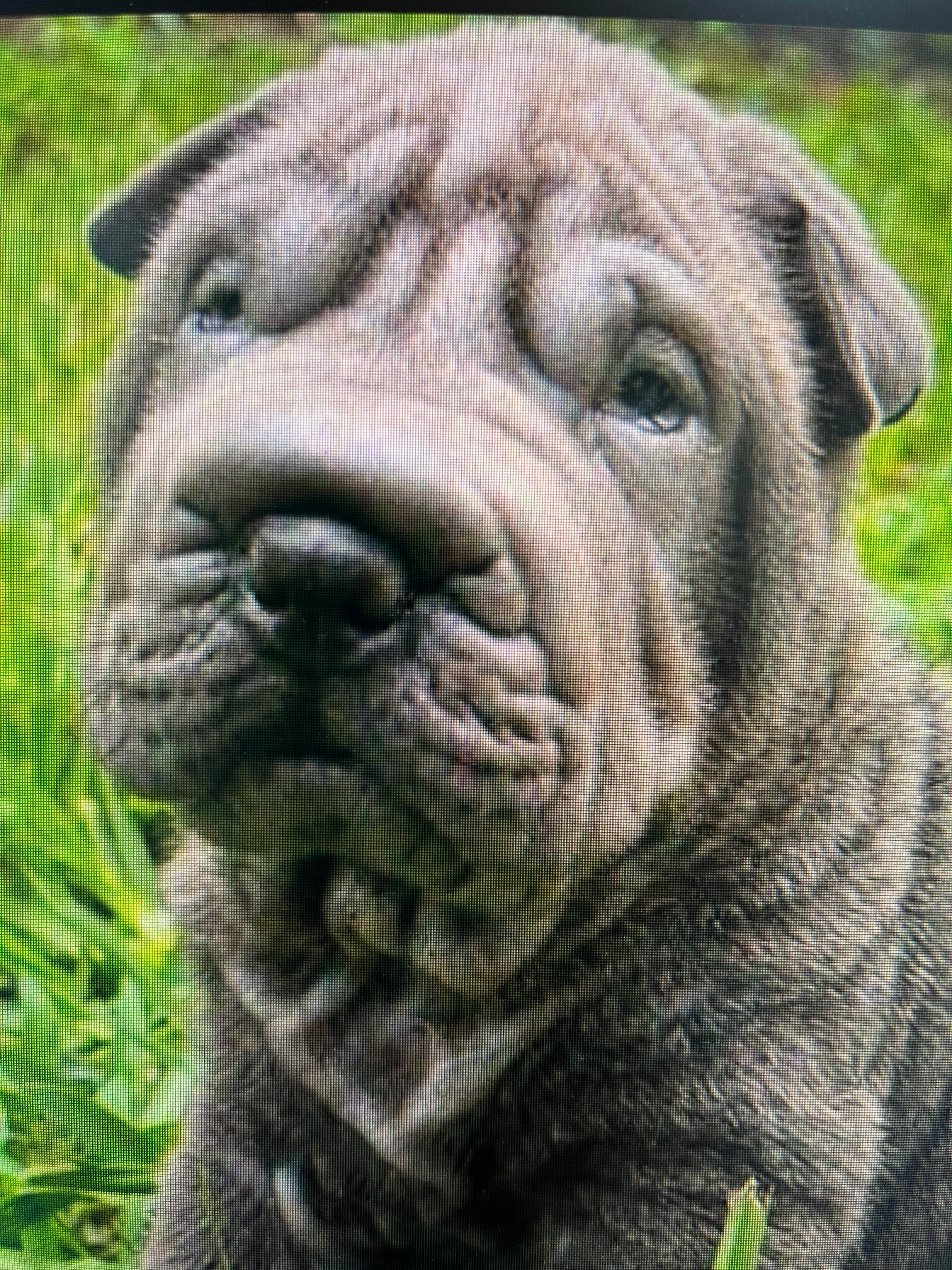 Kellie C.'s photo of camping with pets at High Springs RV Resort and campground near Bell, FL