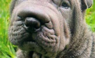 Kellie C.'s photo of camping with pets at High Springs RV Resort and campground near Lake Butler, FL