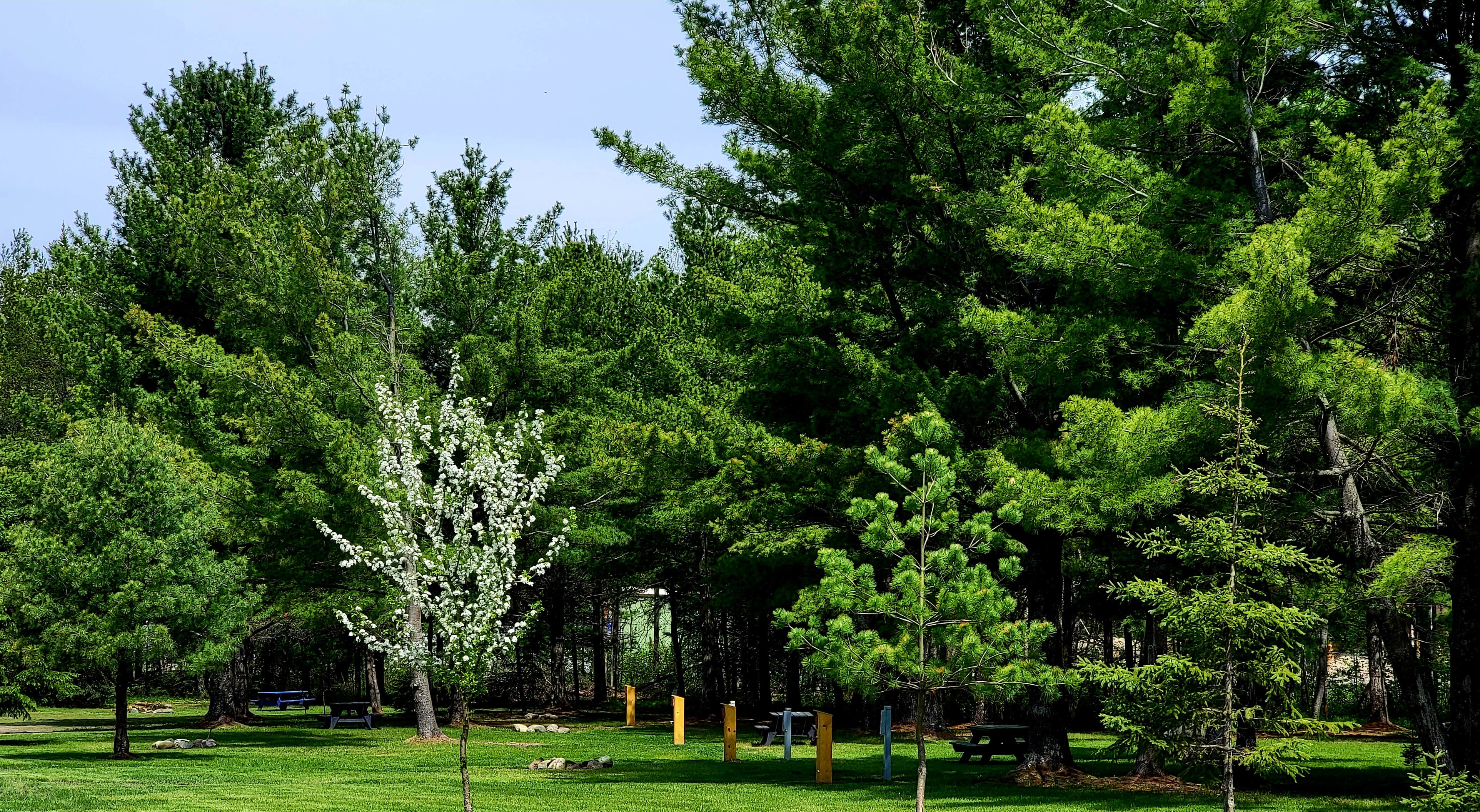 Steve W.'s photo of camping with pets at Remer Motel and Campground near Deer River, MN