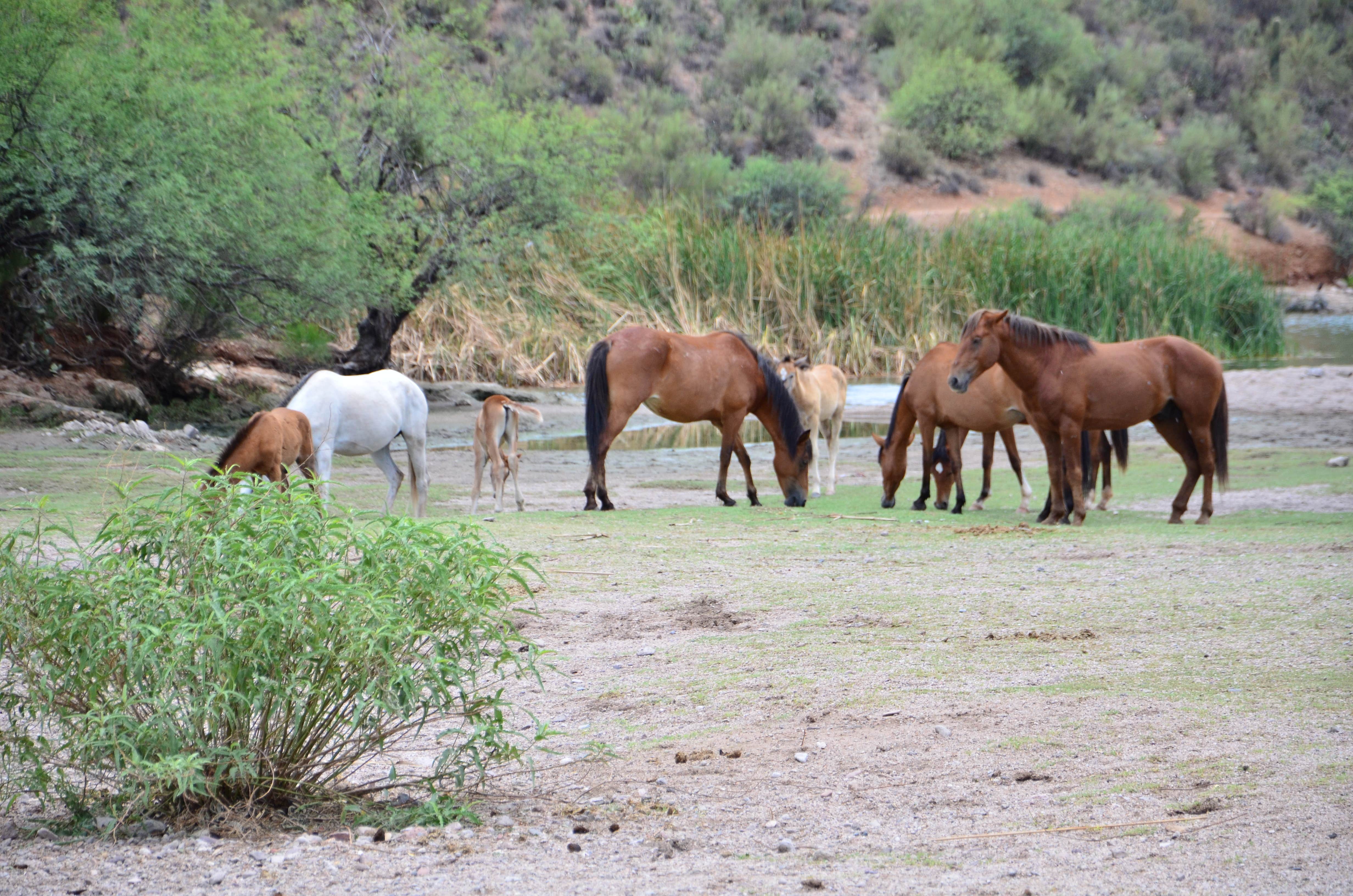 Camper submitted image from Bagley Flat Campground and Boat Dock - 3