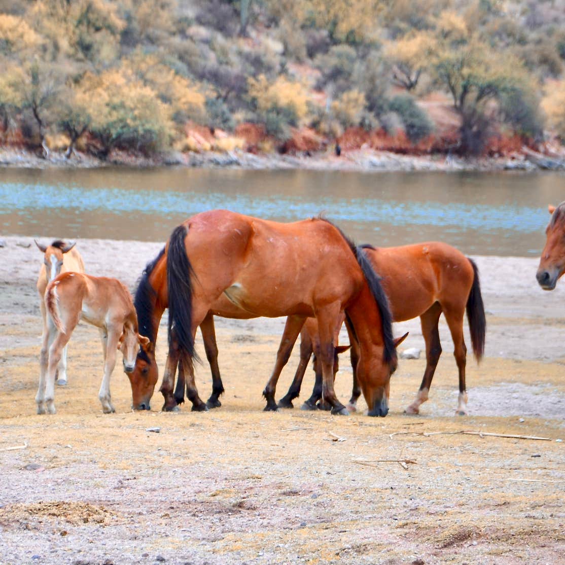 Bagley Flat Campground and Boat Dock Camping The Dyrt