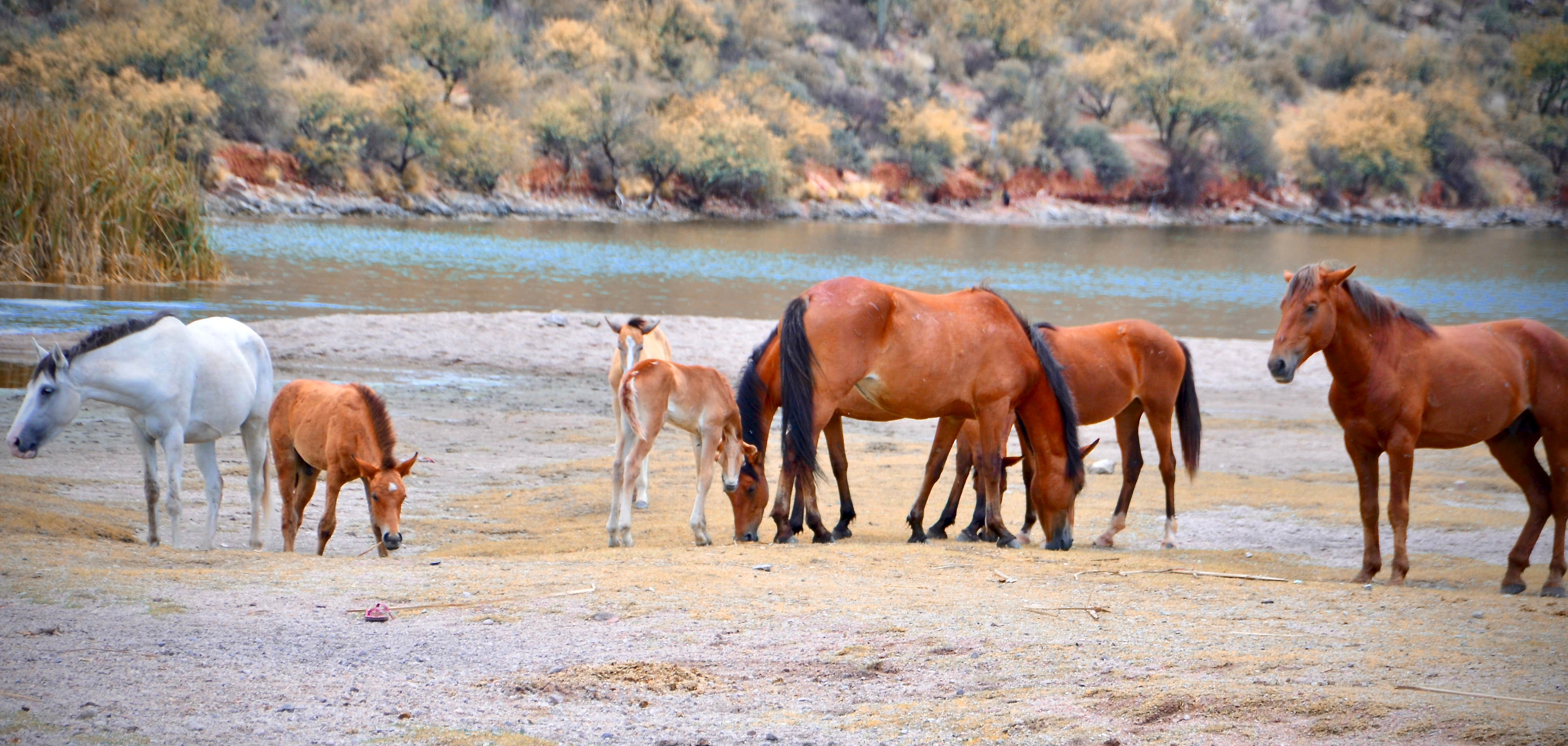 Camper submitted image from Bagley Flat Campground and Boat Dock - 2