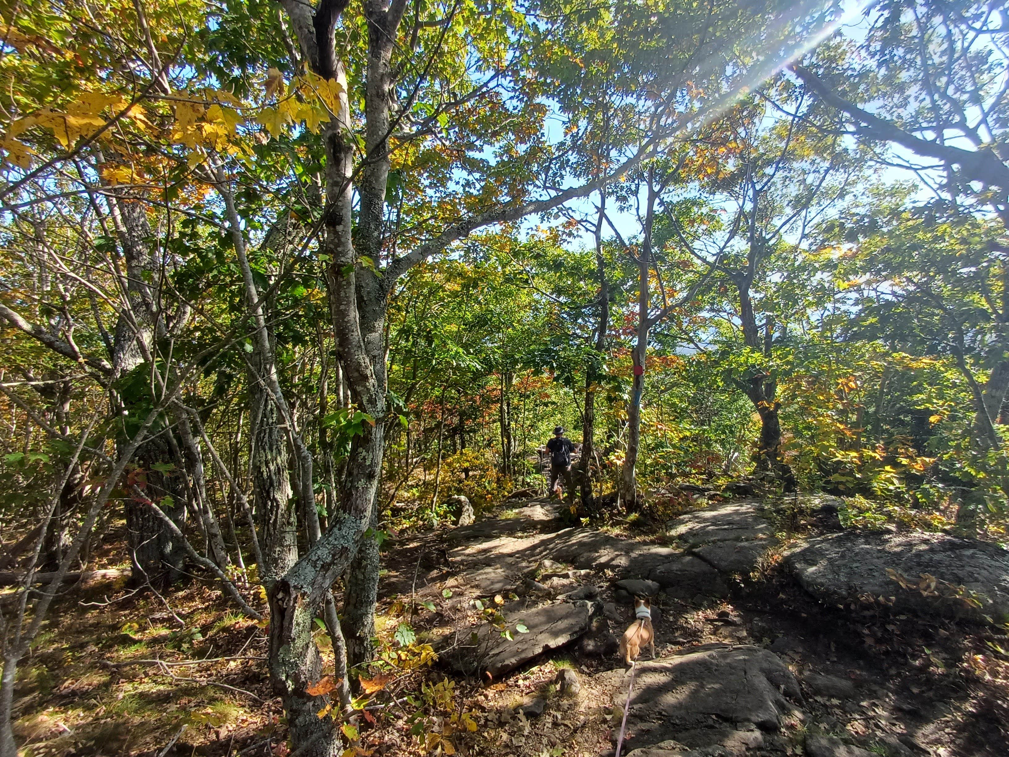 Laura M.'s photo of camping with pets at Camden Hills State Park Campground near Owls Head, ME