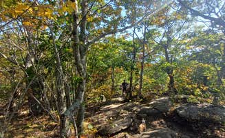Laura M.'s photo of camping with pets at Camden Hills State Park Campground near Searsport, ME