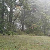 Review photo of Camden Hills State Park Campground by Laura M., December 14, 2023