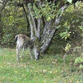 Review photo of Silver Falls State Park Campground by Lee D., December 14, 2023