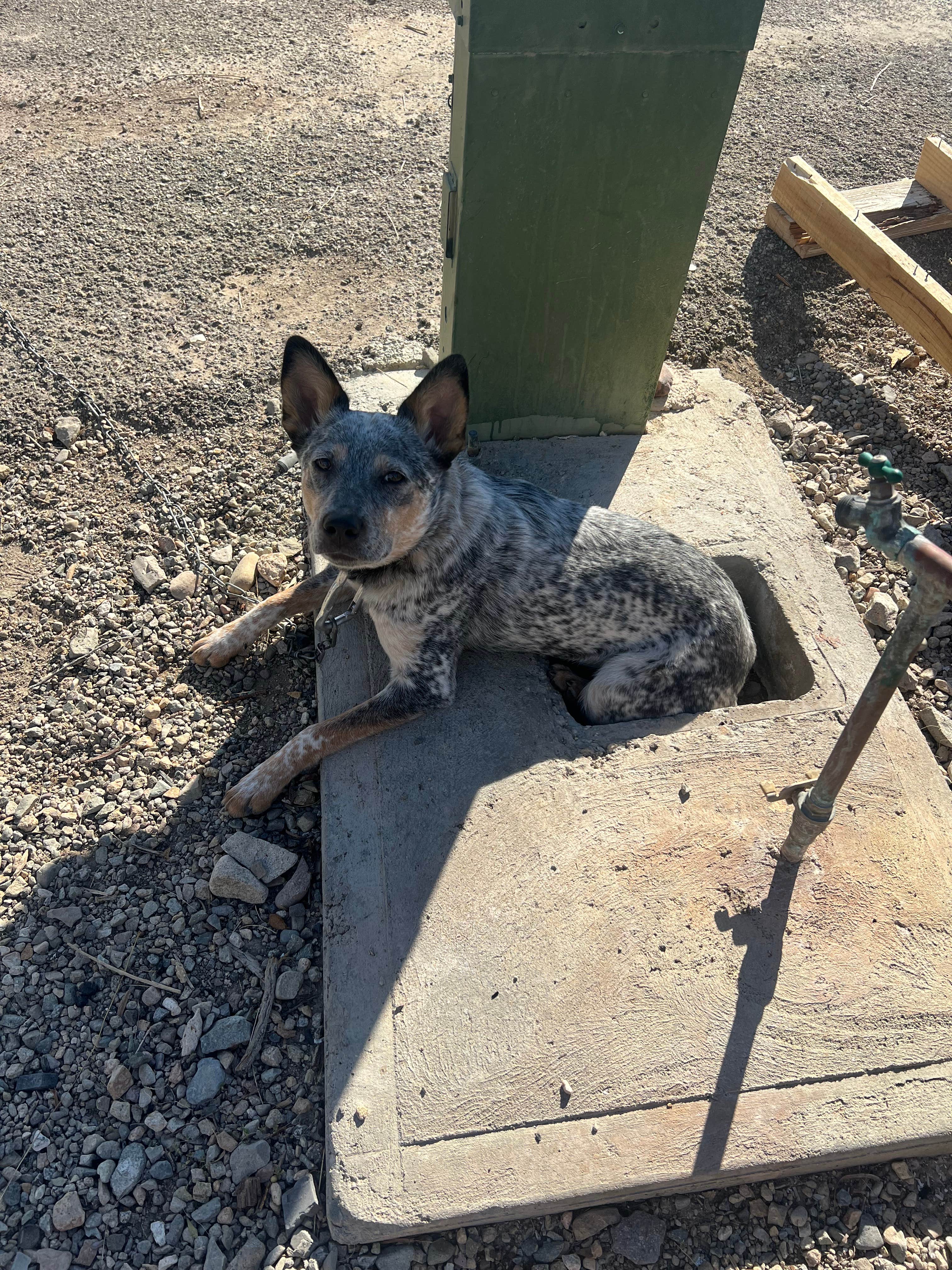 Rachel M.'s photo of camping with pets at Glamis North Hot Springs Resort near El Centro, CA