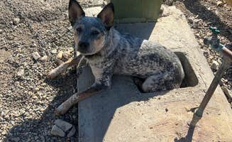 Rachel M.'s photo of camping with pets at Glamis North Hot Springs Resort near Niland, CA