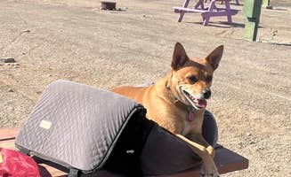 Rachel M.'s photo of camping with pets at Glamis North Hot Springs Resort near El Centro, CA