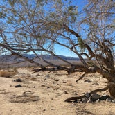 Review photo of Joshua Tree South Dispersed Camping by Jared B., December 14, 2023