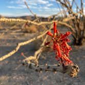 Review photo of Joshua Tree South Dispersed Camping by Jared B., December 14, 2023