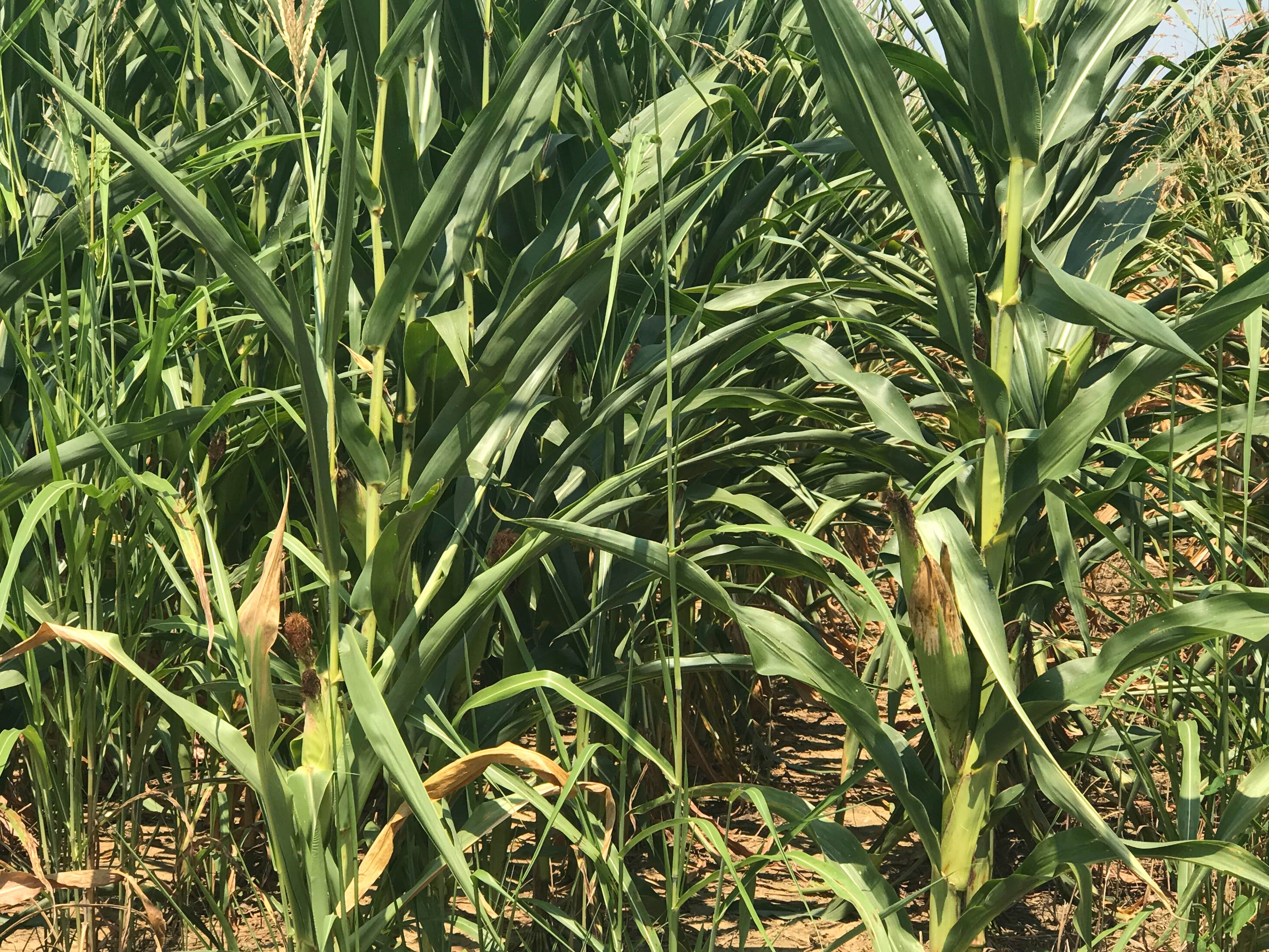 Camper-submitted photo at Poland Creek near Clinton, TN