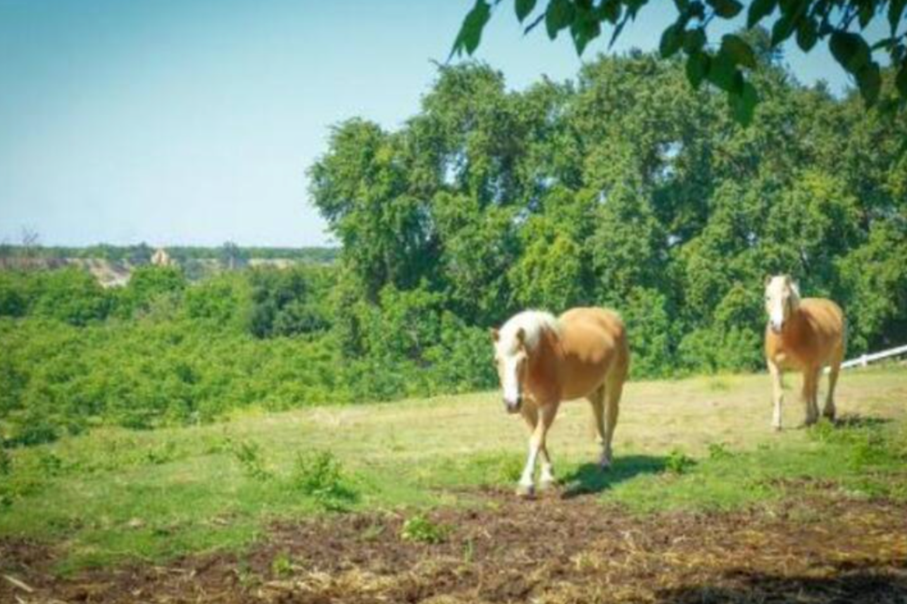 Camper-submitted photo at Tuolumne River Ranch near Waterford, CA