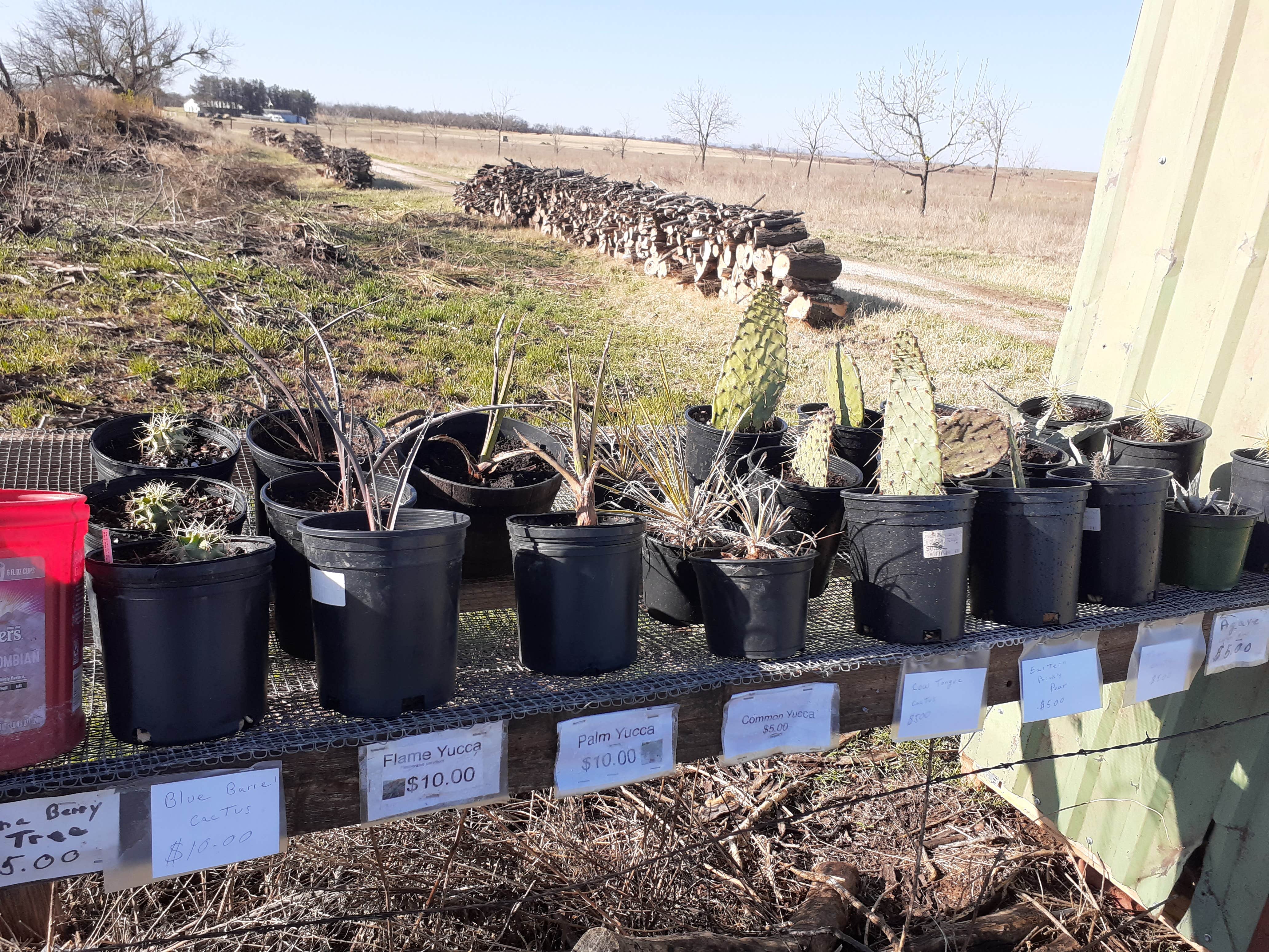 Camper-submitted photo at The Pecan Orchard near Stamford, TX