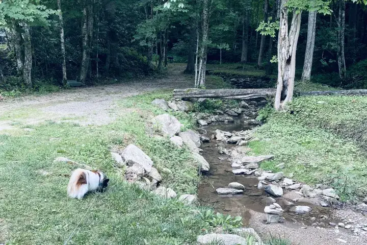 Camper-submitted photo at Dark Ridge HideOut (Adults Only) near Elk Park, NC