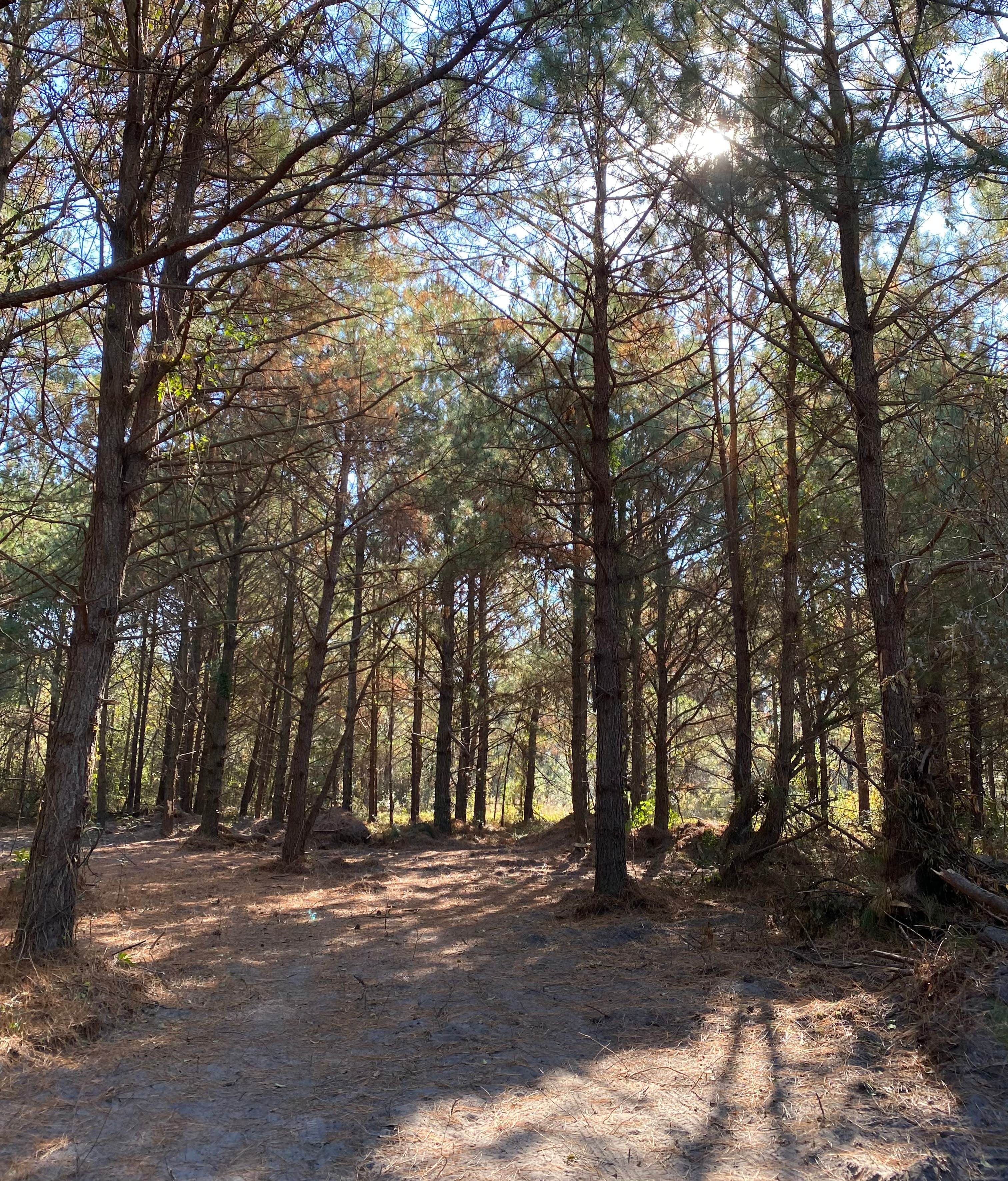 Camper-submitted photo at Nick’s Nook Family Campground near Burgaw, NC