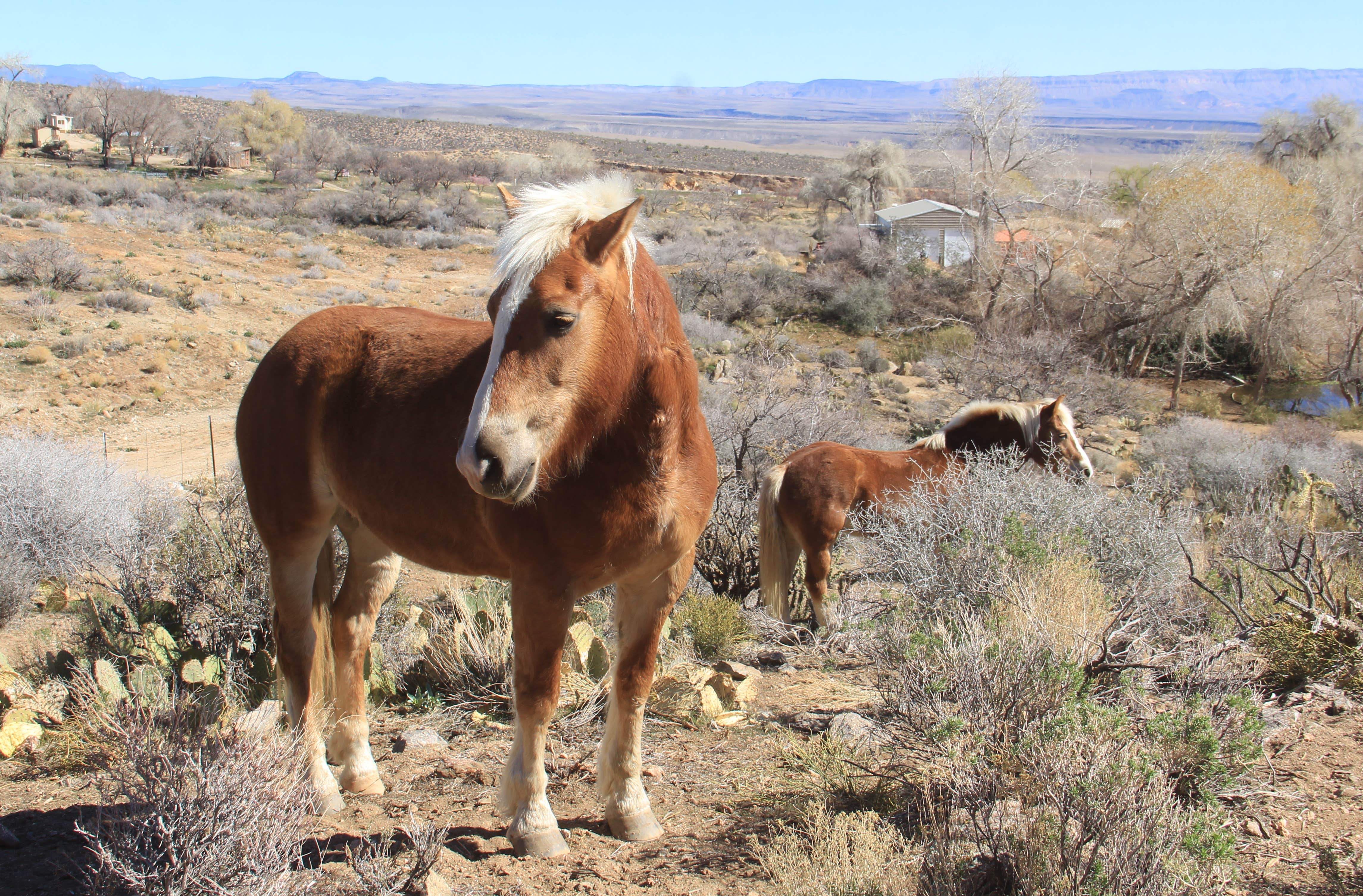 Jeff R.'s photo of camping with a horse at BLM Whitney Pockets - Falling Man Camp near Temple Bar Marina, AZ