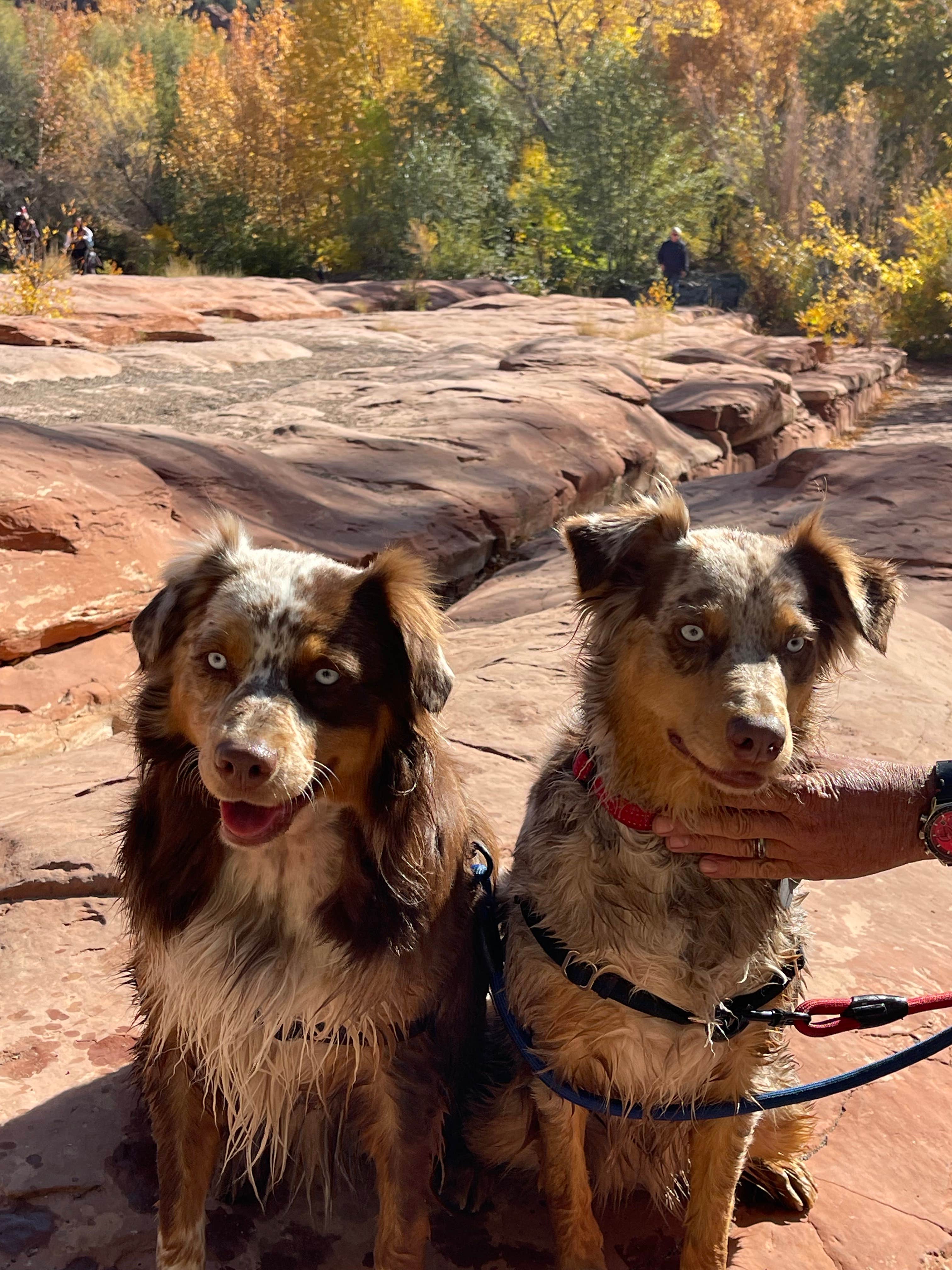 Karen S.'s photo of camping with pets at Thousand Trails Verde Valley near Cottonwood, AZ