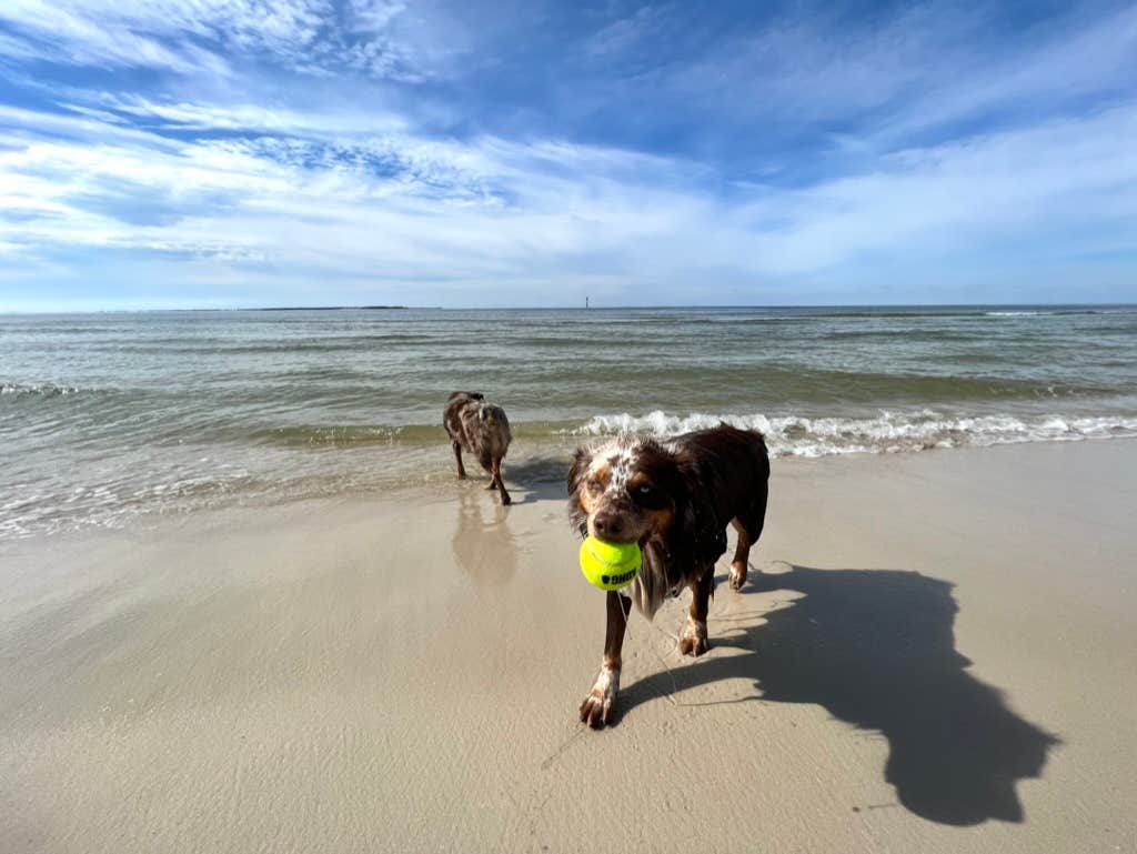 Karen S.'s photo of camping with pets at Presnell's Bayside Marina and RV Resort near Apalachicola, FL