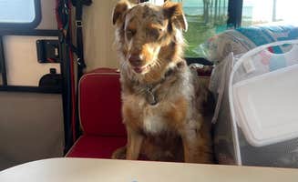 Karen S.'s photo of camping with pets at Presnell's Bayside Marina and RV Resort near Panama City, FL
