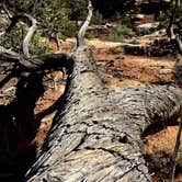 Review photo of Devils Kitchen - Canyonlands NP by Troy W., November 1, 2018