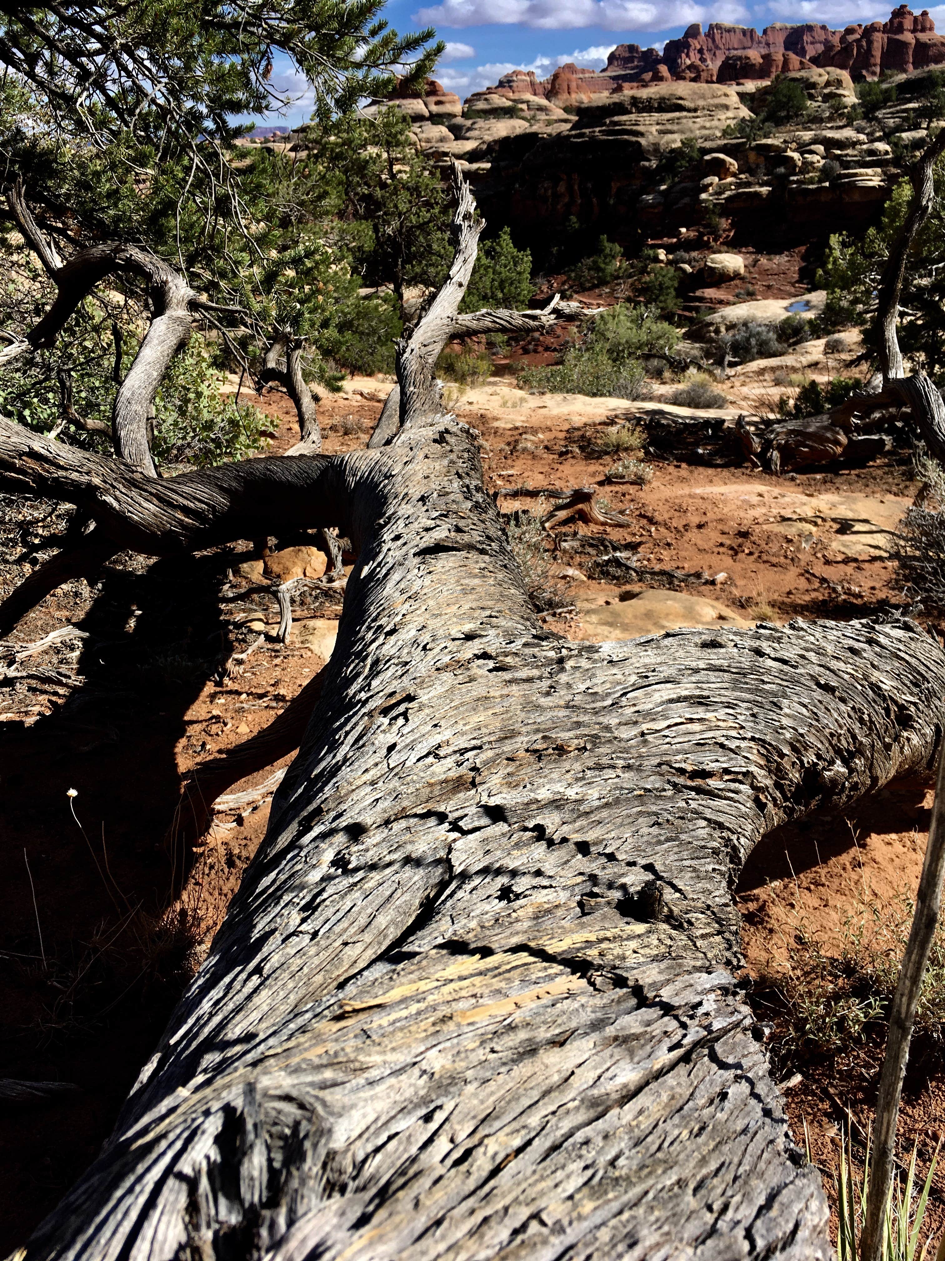 Camper submitted image from Devils Kitchen - Canyonlands NP - 2