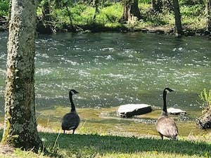 Camper-submitted photo at Stones River Getaway near Brentwood, TN