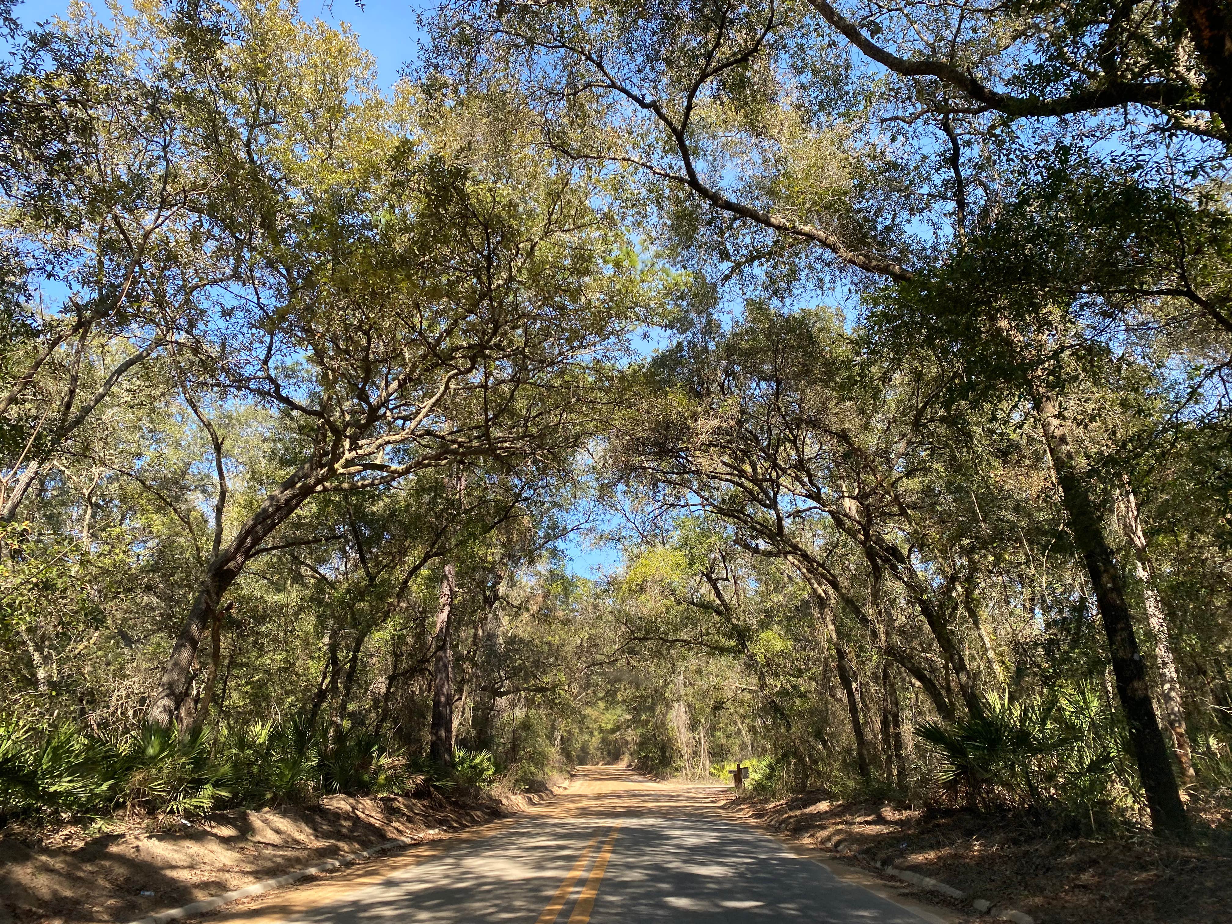 Camper submitted image from Etoniah Creek State Forest - 4