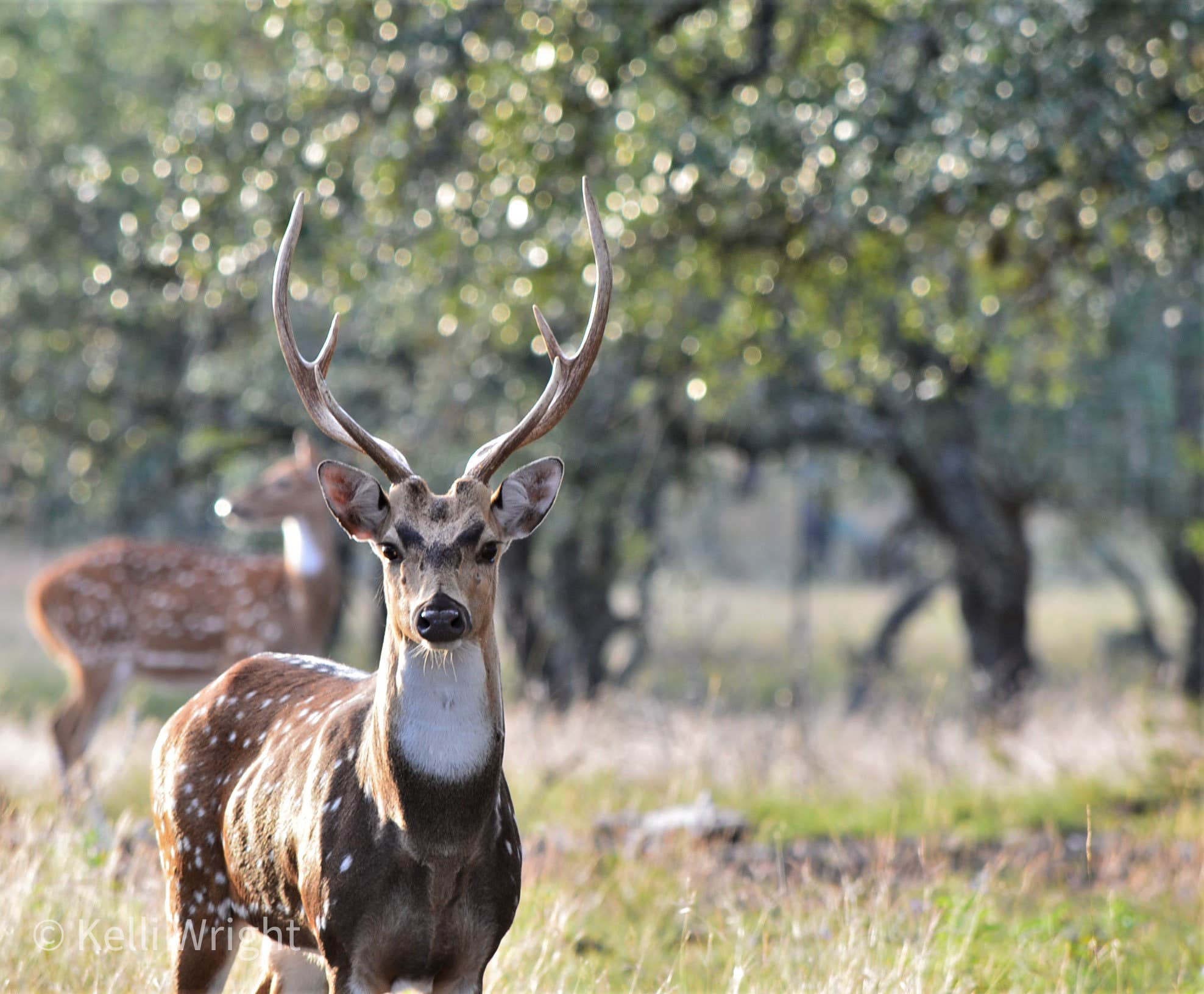 Camper-submitted photo at Cowboys and Angels RV Park and Cabins near Mountain Home, TX