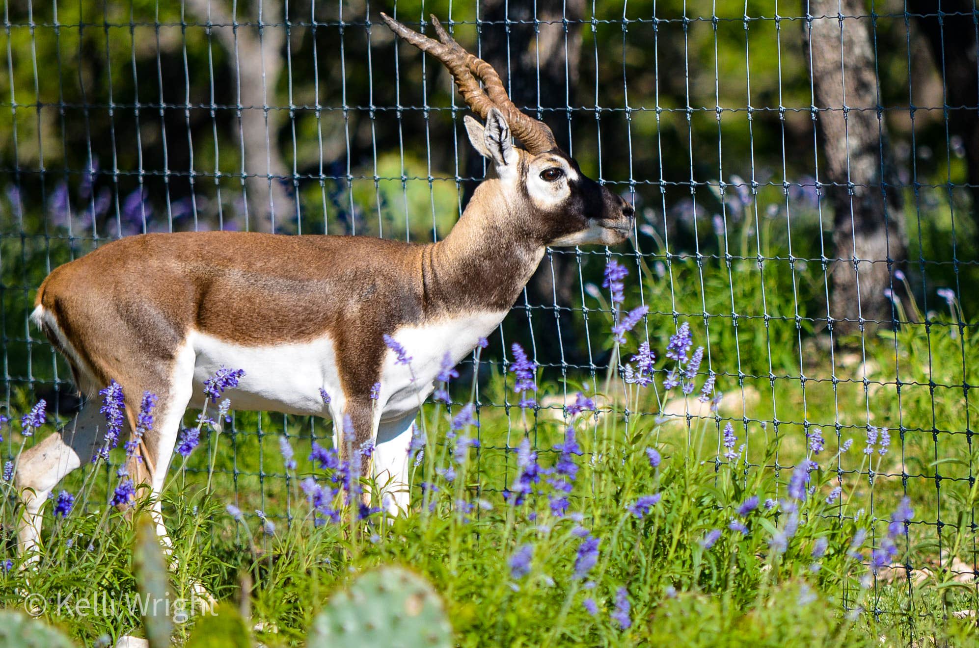 Camper-submitted photo at Cowboys and Angels RV Park and Cabins near Mountain Home, TX