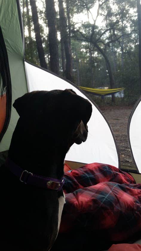 Ali S.'s photo at Carolina Beach State Park Campground near Supply, NC