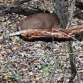 Review photo of Pershing State Park Campground by Sue B., November 2, 2018