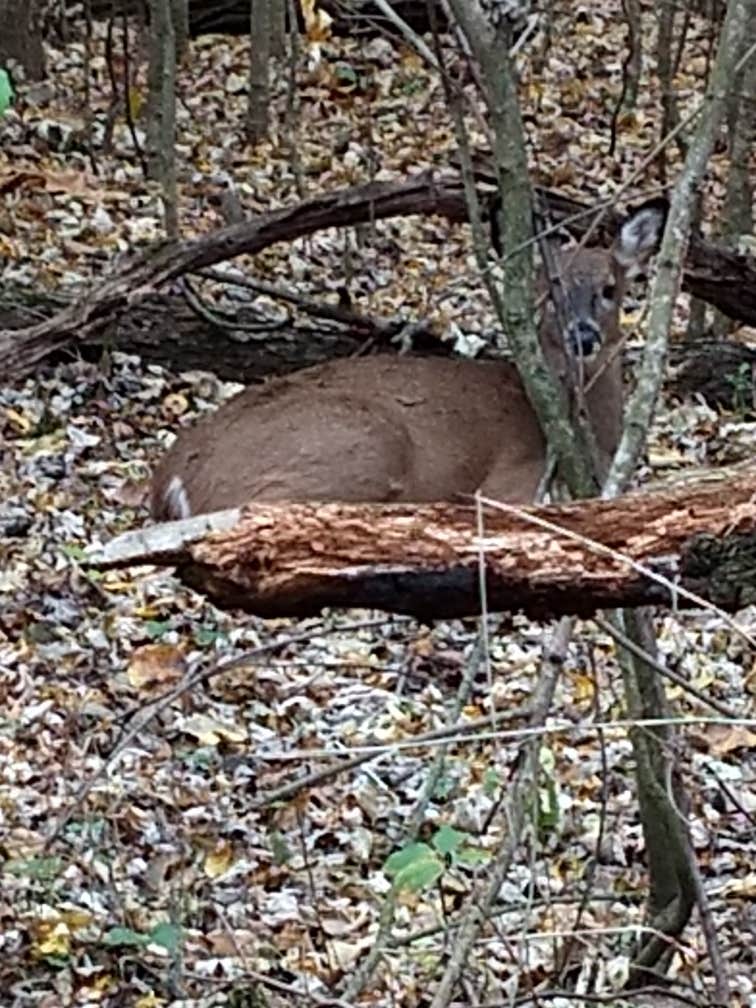 Camper submitted image from Pershing State Park Campground - 5