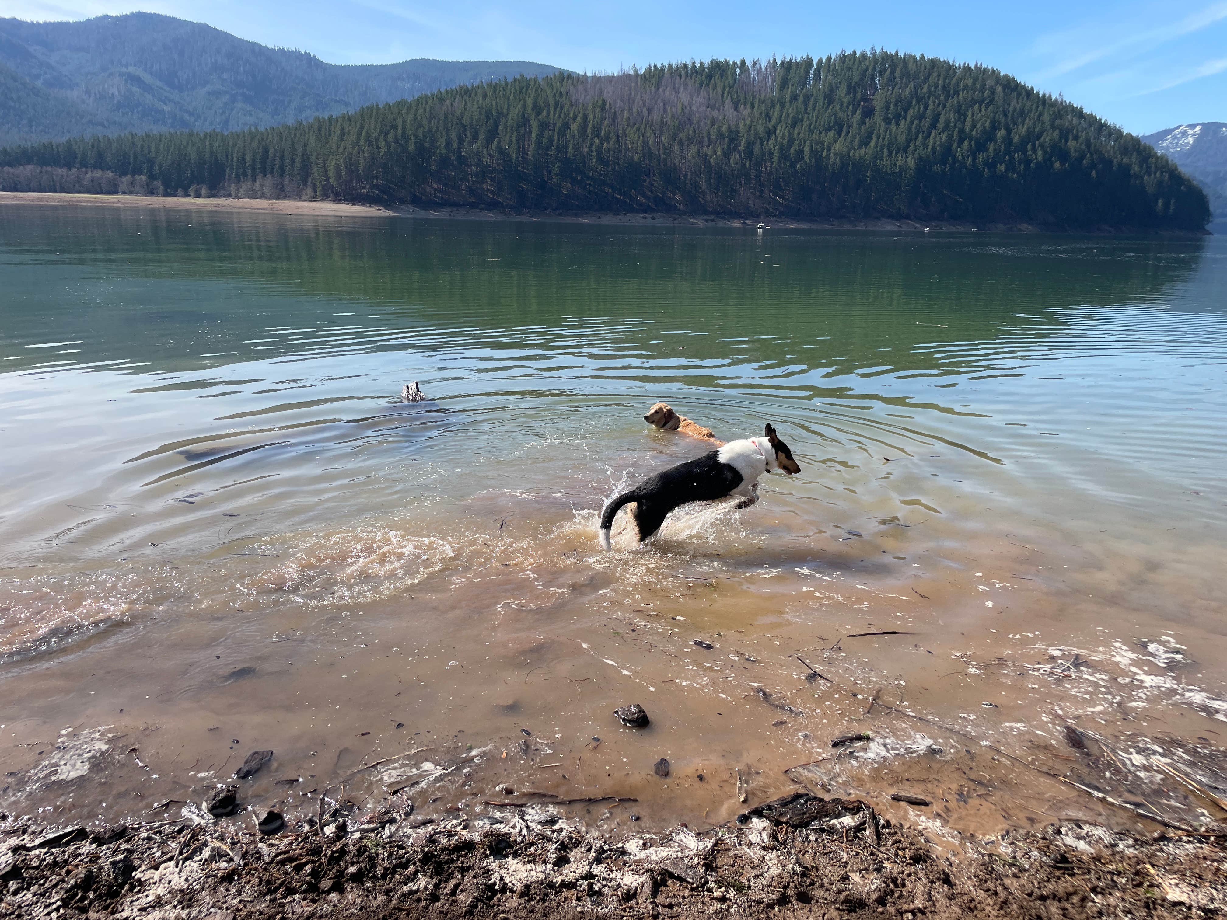 Kelly H.'s photo of camping with pets at Detroit Lake State Recreation Area Campground near Gates, OR