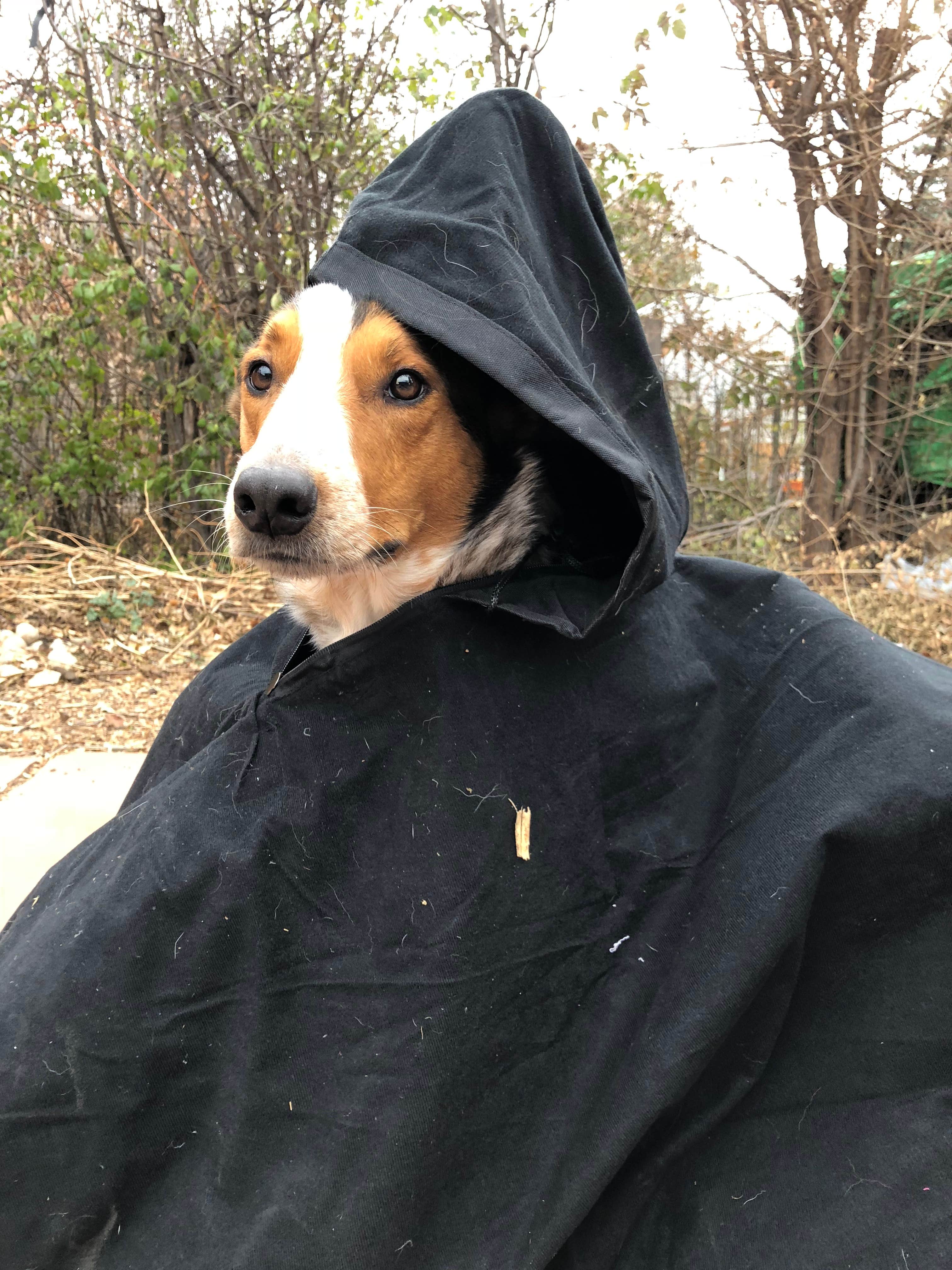 Dog poncho model! 