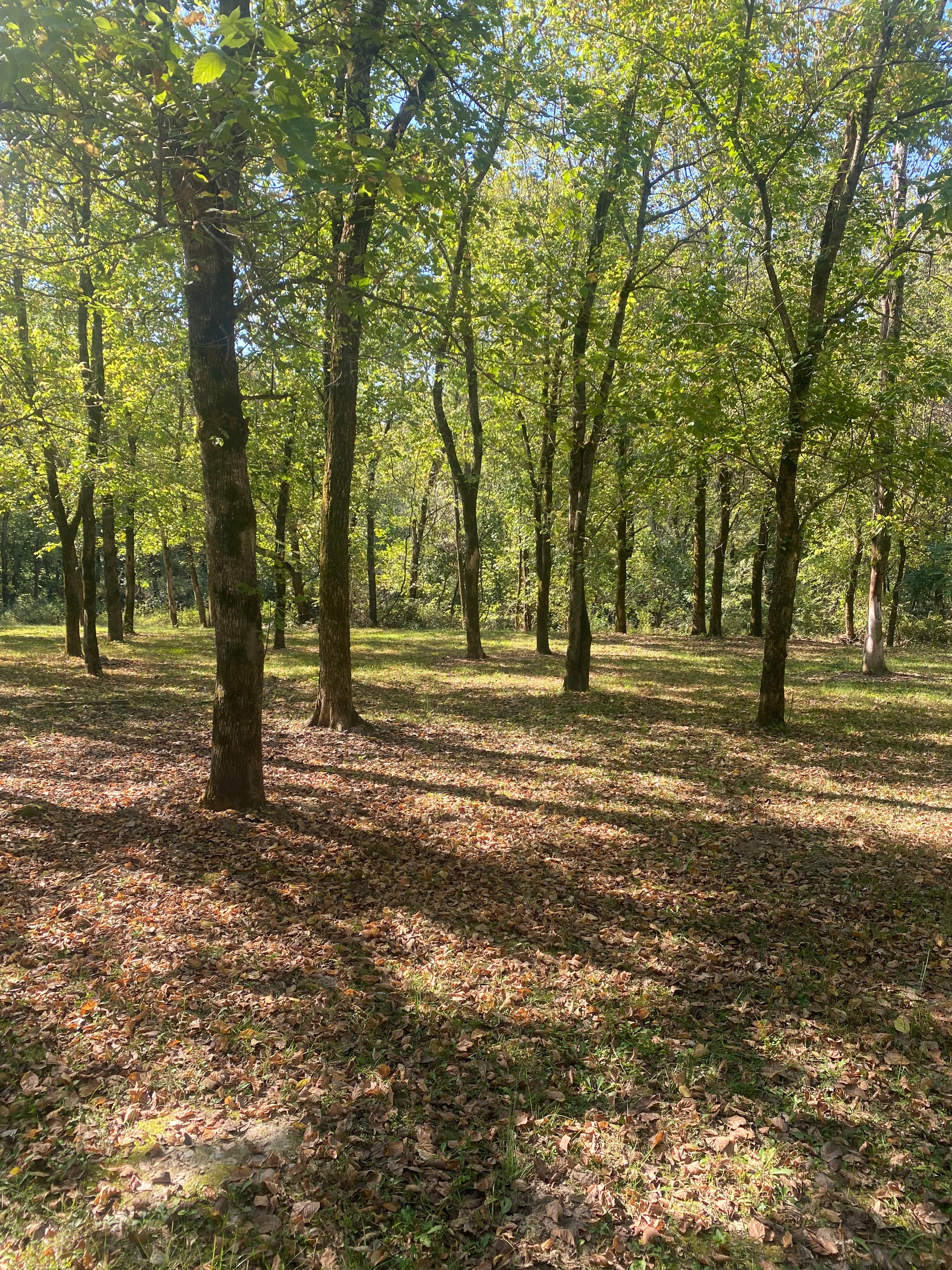 Camper-submitted photo at The Resort at Boiling Springs near Roby, MO