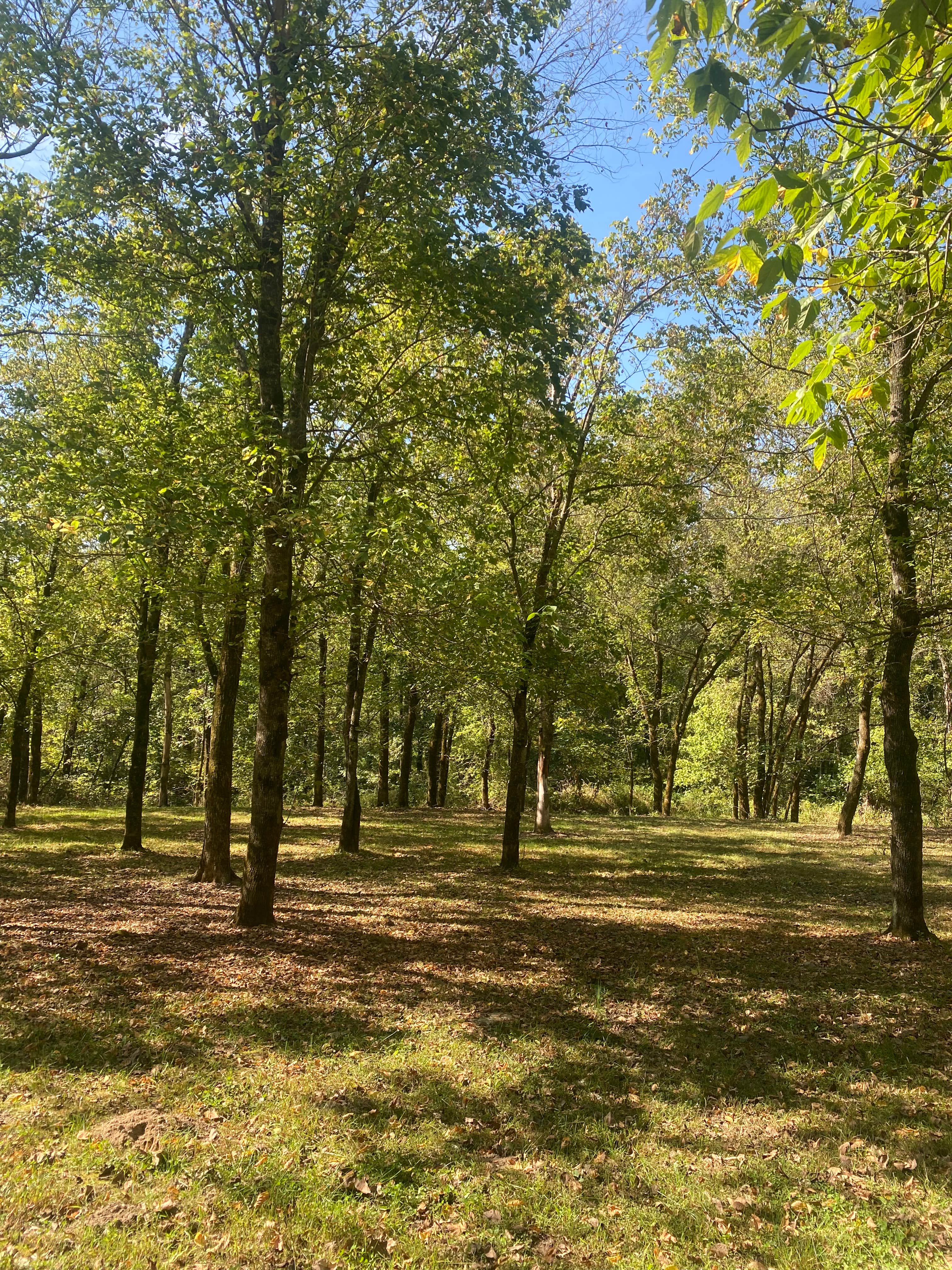 Camper-submitted photo at The Resort at Boiling Springs near Roby, MO