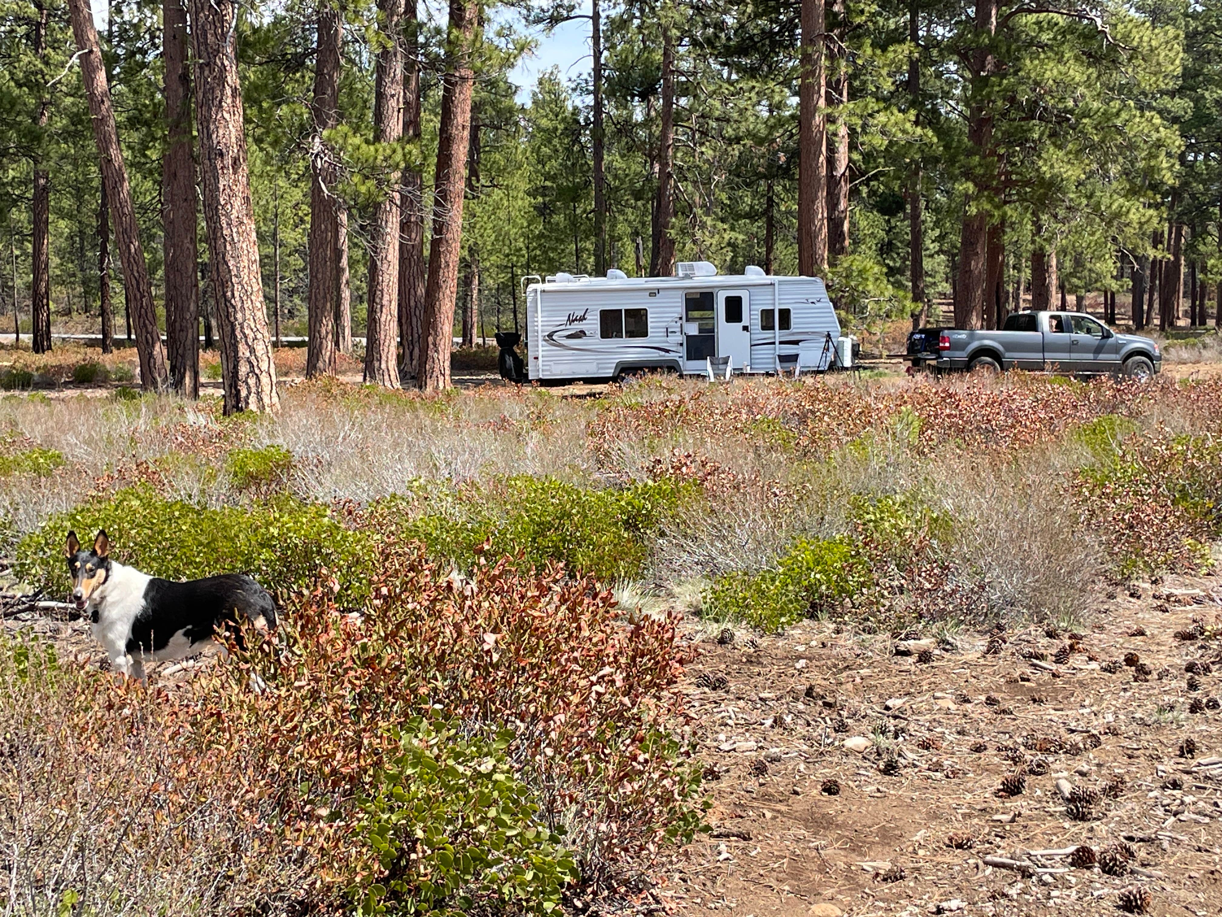 Camper submitted image from FS Rd 1514 Dispersed camping - 4