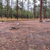 Review photo of FS Rd 1514 Dispersed camping by Kelly H., January 6, 2024