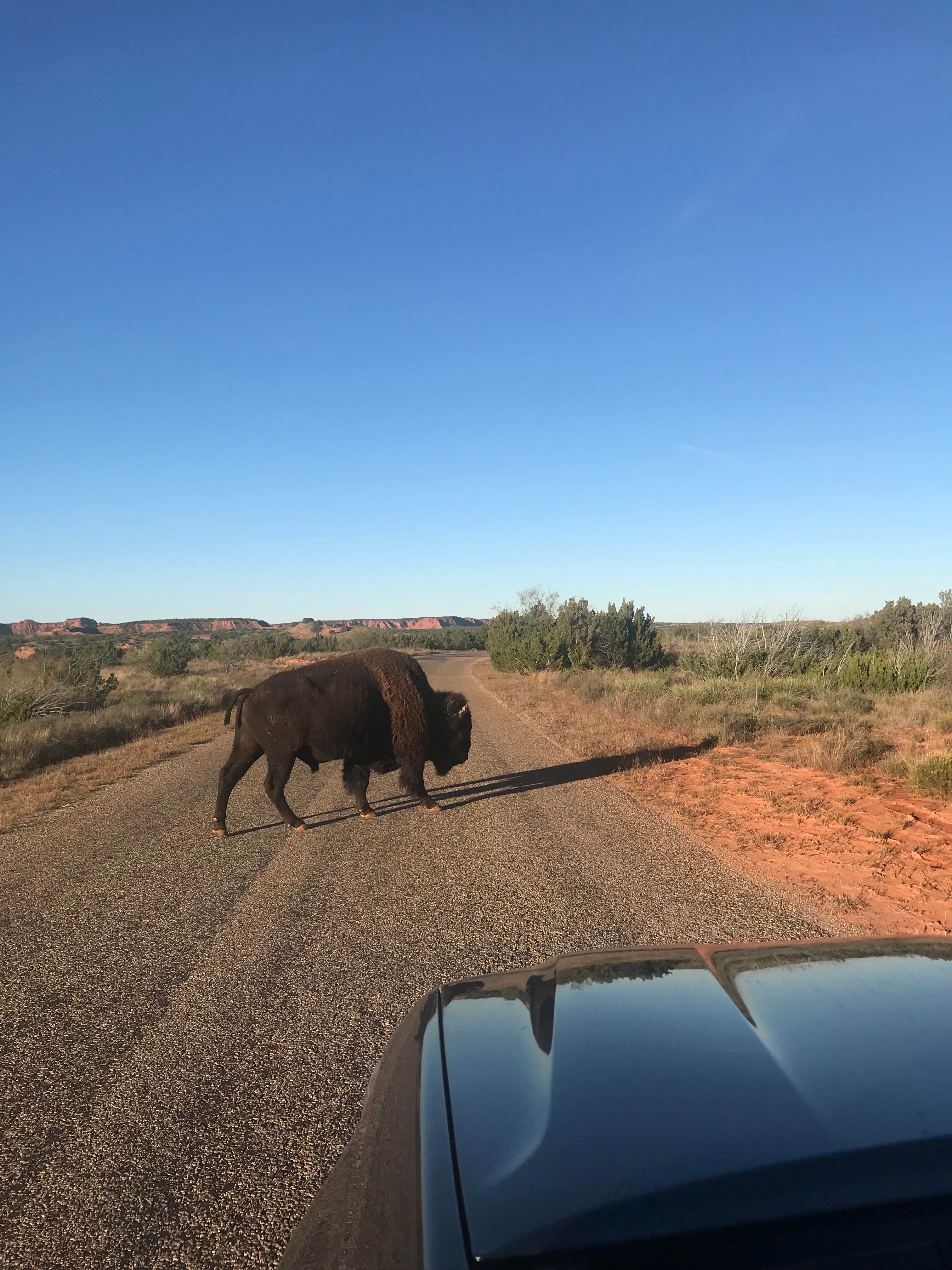 Camper submitted image from South Prong Primitive Camping Area — Caprock Canyons State Park - 4