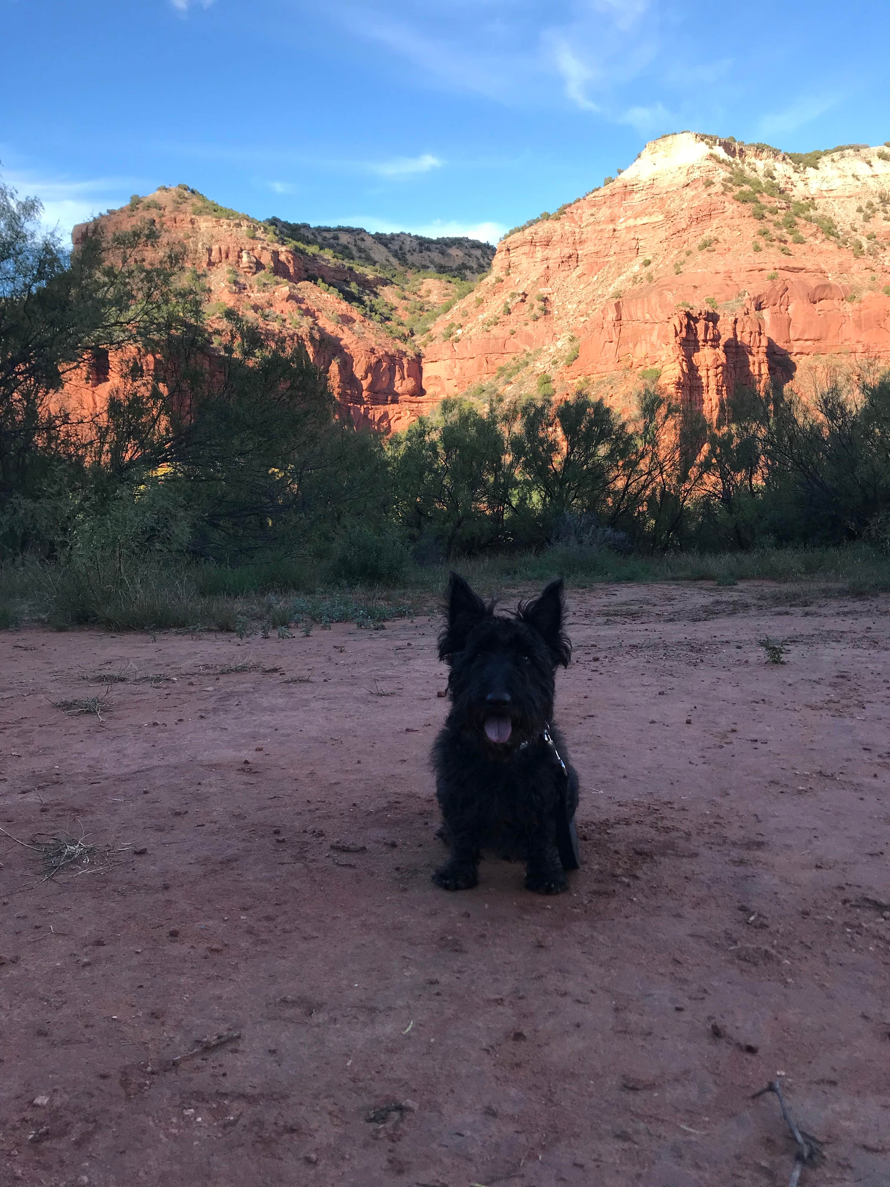 Jordan E.'s photo of camping with pets at South Prong Primitive Camping Area — Caprock Canyons State Park near Childress, TX