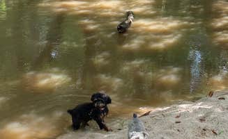 Michael B.'s photo of camping with pets at Bayou River Event Center & Campground near Foxworth, MS