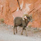 Review photo of Arch Rock Campground — Valley of Fire State Park by Denise G., January 11, 2024