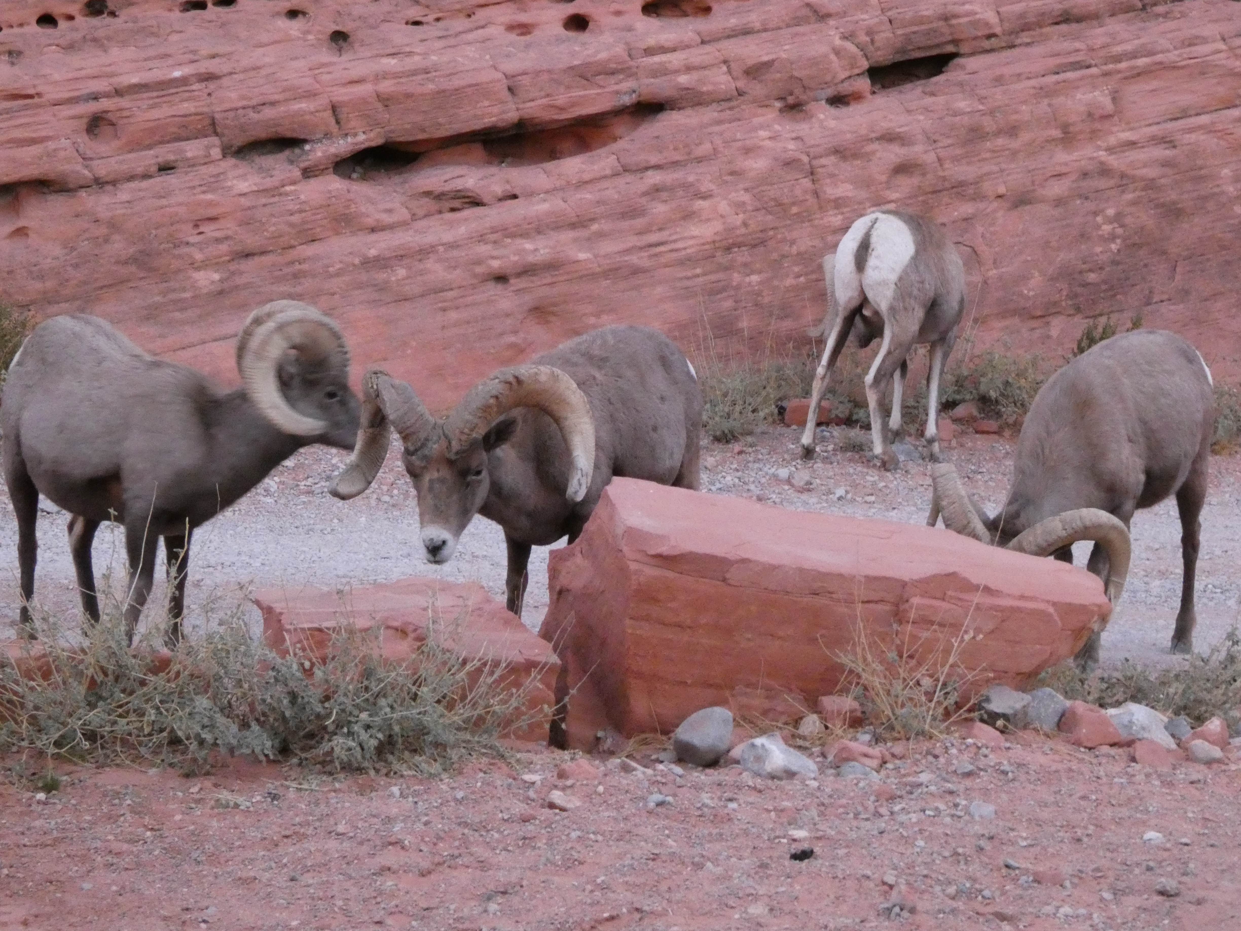 Denise G.'s photo of camping with pets at Arch Rock Campground — Valley of Fire State Park near Mesquite, NV