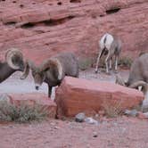 Review photo of Arch Rock Campground — Valley of Fire State Park by Denise G., January 11, 2024