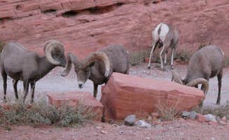 Denise G.'s photo of camping with pets at Arch Rock Campground — Valley of Fire State Park near Overton, NV