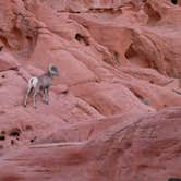 Review photo of Arch Rock Campground — Valley of Fire State Park by Denise G., January 11, 2024